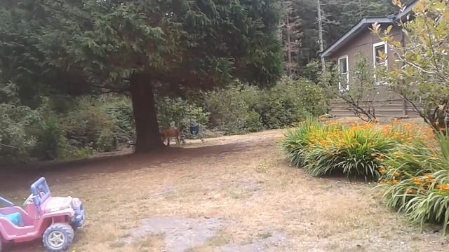 I caught a deer eating apples off our apple tree🍎 смотреть онлайн