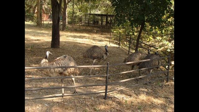 NEHRU ZOOLOGICAL PARK - HYDERABAD - PHOTOS & INFO. - FULL COVERAGE смотреть онлайн
