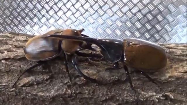 Megasoma elephas vs Dynastes hercules lichyi смотреть онлайн