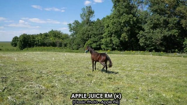 Apple Juice RM (Classic Photo - Apple Pie) кобыла 16.04.2021 смотреть онлайн