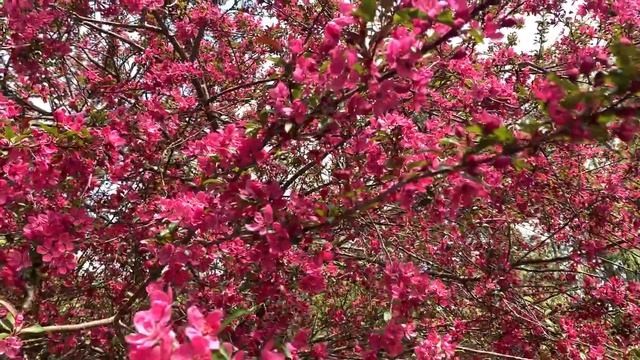 Crab Apple Tree May 2020 Summer Hill Vermont смотреть онлайн