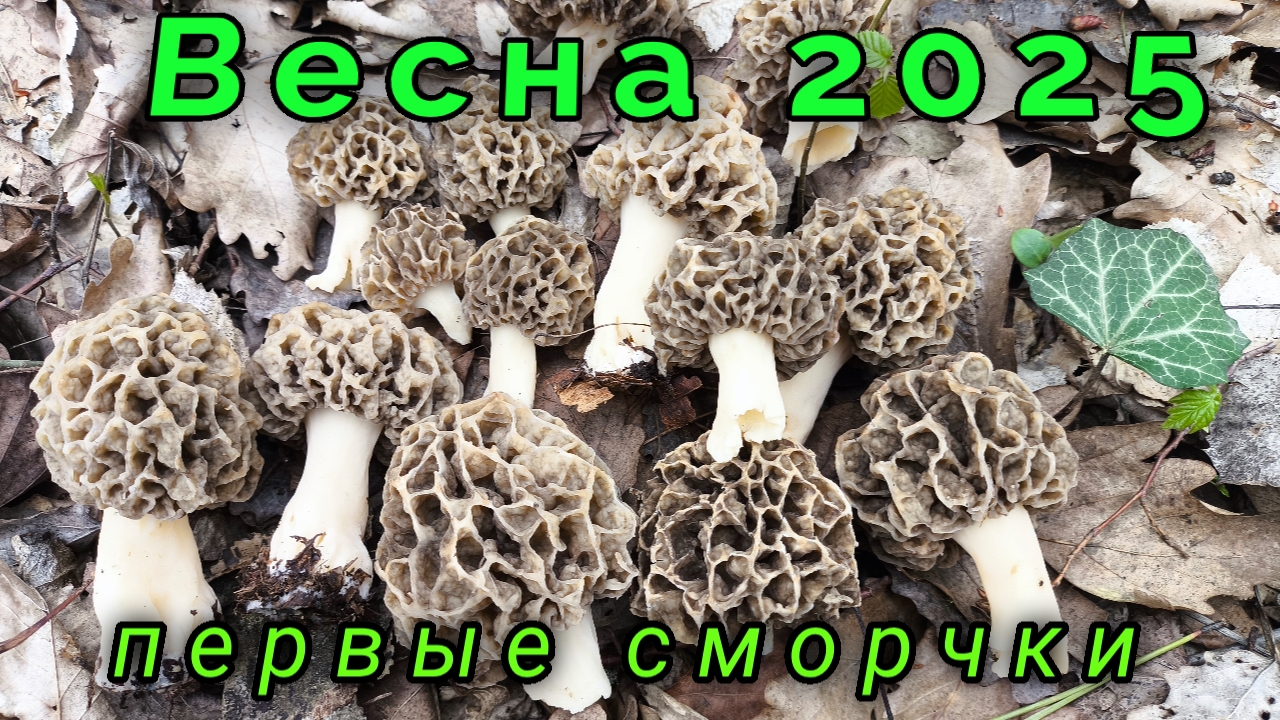 Первые сморчки весеннего леса смотреть онлайн