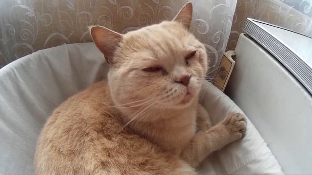 Летний влог - 1. Новокузнецк смотреть онлайн