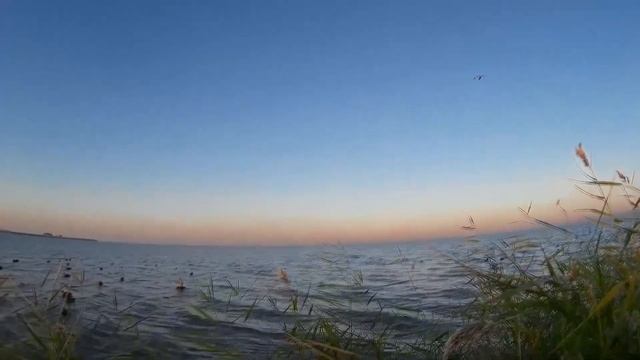 Охота на утку с подсадной, в плавнях