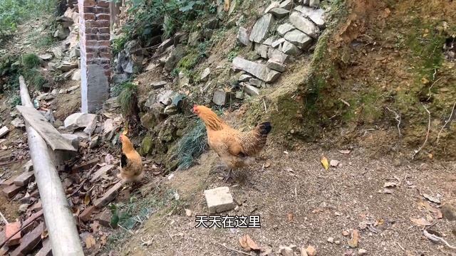 小潘請兩位師傅幫忙挖地窖，中午燉了一大鍋骨頭，小潘都說吃膩了【農村小潘】 смотреть онлайн