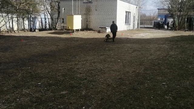 1.  выражено/перв TOTOSHA DI FIAMMA VIVO (Frosten Rusland Ridik – Victoria Di Fiamma Vivo)