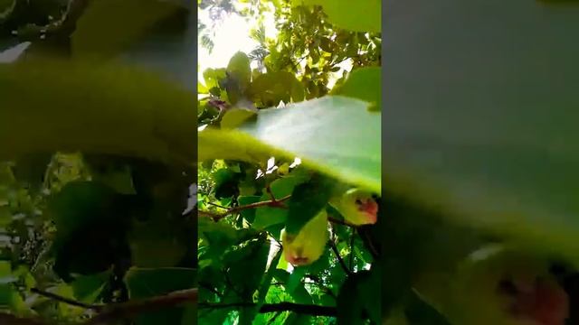 🌿🌲Our water Apple tree # water Apple fruits tree # jamrul fruit #shathi hossain смотреть онлайн
