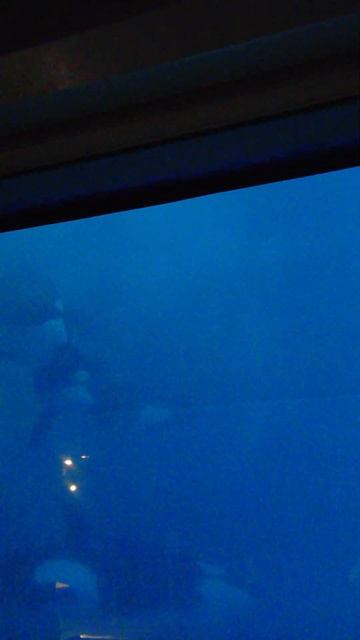 Killer whales.Moskvarium. VDNKH смотреть онлайн