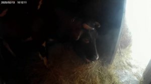 Красотка Мая.