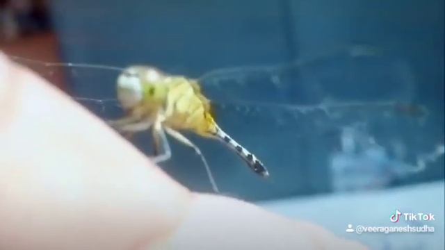 Wake up early смотреть онлайн