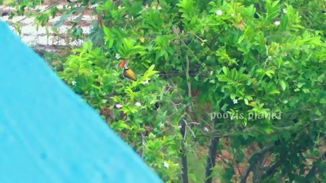 peeping 👀 out from my window // Janal oram ❤️ // Bird 🕊️🐦 watching смотреть онлайн