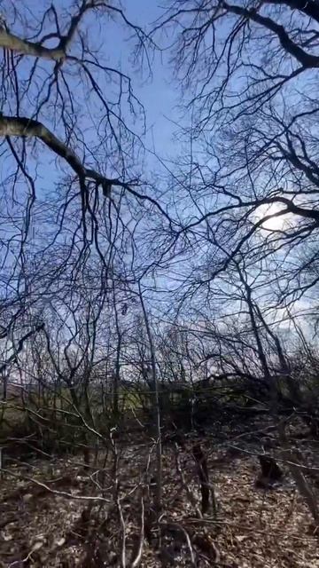 💥ПОПАЛ В ДУБОВЫЙ ЛЕС #константинанохин #недвижимость #купитьдомвкраснодаре #жккраснодар смотреть онлайн