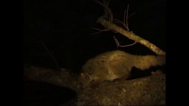 M3 Greater galago on branch смотреть онлайн