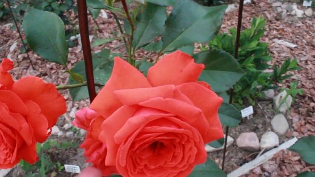 Прогуляемся вечерком! Флоксы, дельфиниумы, лилии, зацвели новые розы смотреть онлайн