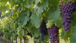 Виноград Алешенькин характеристика и описание, посадка и уход - Ягоды