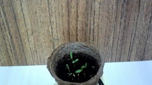 Рассада Шафран Ускоренный Рост #рассада