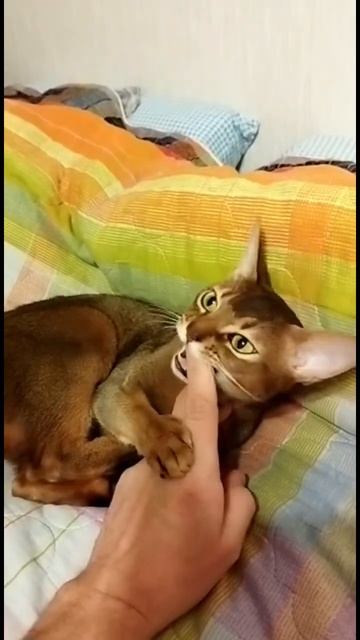 Бой злой руки с котиком КИТТИ #shorts#абиссинская#котик#котики#милый смотреть онлайн