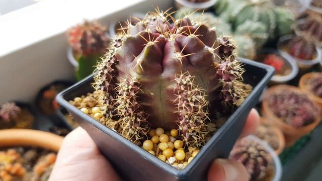 Gymnocalycium Cactus - Pupping Machine! lots of babies! смотреть онлайн