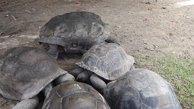 Сейшельские острова. Сейшельские гигантские черепахи!