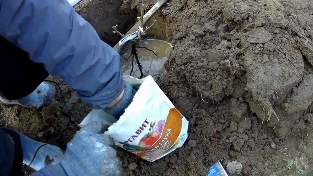 Весенняя посадка роз на примере флорибунды файерберд - жарптица смотреть онлайн