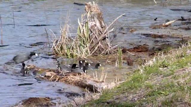coots and a pied billed grebe feeding (HD) смотреть онлайн