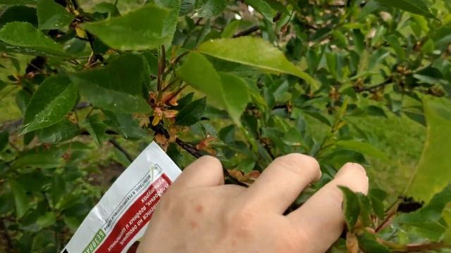 Чем обрабатываю плодовый сад/Что растёт в теплицах/Подкормка для завязей томатов/огурцов смотреть онлайн