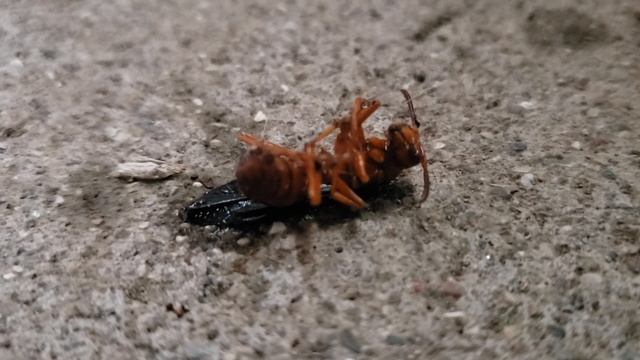Better than Raid | How to Exterminate Wasps, Hornets, Yellow Jackets, etc. With ZERO Harsh Chemical смотреть онлайн