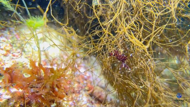 A cute Nudi video with DIVEVOLK / iPhone 13 - East Sea of Korea смотреть онлайн