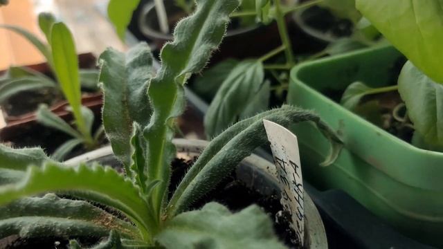 Обзор цветочной рассады Украшаем свой сад смотреть онлайн