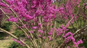 Цветущий Адлер в конце марта.