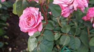 Роза Айсвогель   Eisvogel