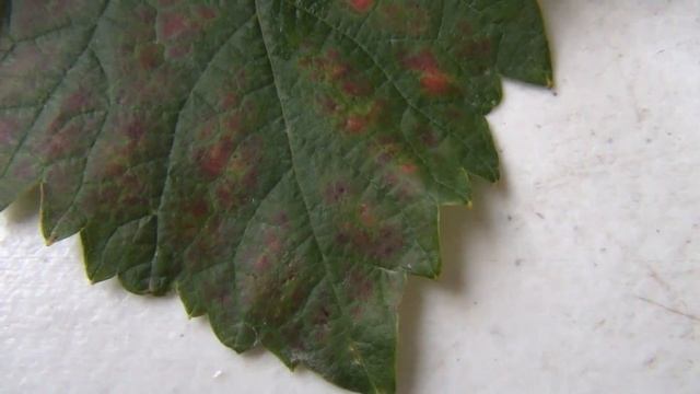 СБЕРЕЧЬ УРОЖАЙ. Защита от МИЛДЬЮ перед созреванием винограда смотреть онлайн