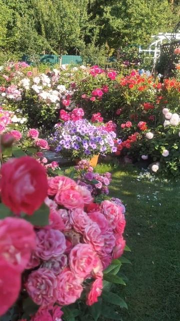 Розы. Утро в саду #сад #розы #gardenroses #gardenflowers #roseflowers смотреть онлайн