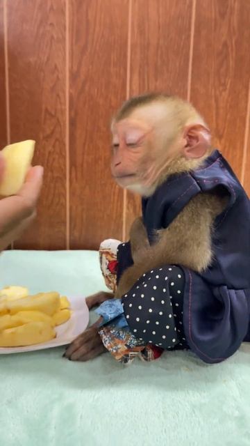 Monkey Marrya she like eat Apple fruit смотреть онлайн