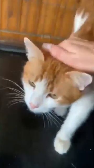 Рыжее солнышко предали,когда заболел,подкинули к приюту Малыш очень ждёт семью🙏🐱🏡89154241706 Альбин смотреть онлайн