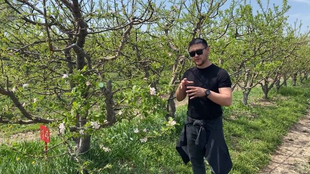 Алма екпесінің түрлері: жартылай ергежейлі екпе ММ-106, АРМ-18. #rootstock #подвои #жеміс смотреть онлайн