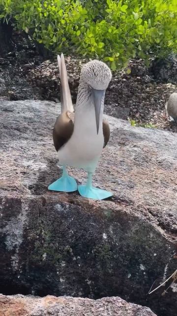 Голубоногая олуша (лат. Sula nebouxii) смотреть онлайн