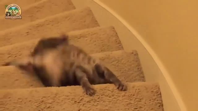 Смешные кошки реагирующие на разные предметы  Сборник 2016 [NEW HD]