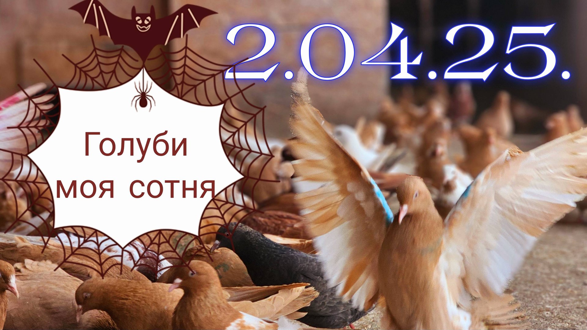 Голуби моя сотня в небе смотреть онлайн