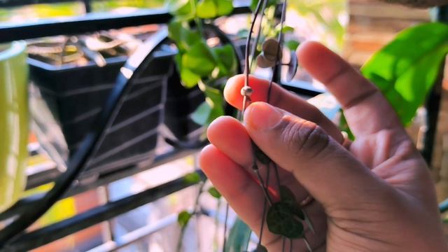 string of hearts succulent plant real care in summer (40°C) in details | succulent plants смотреть онлайн