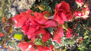 Роза Cinco de Mayo  Чинко де Майо