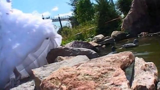 Свадебный клип Оксана и Андрей смотреть онлайн