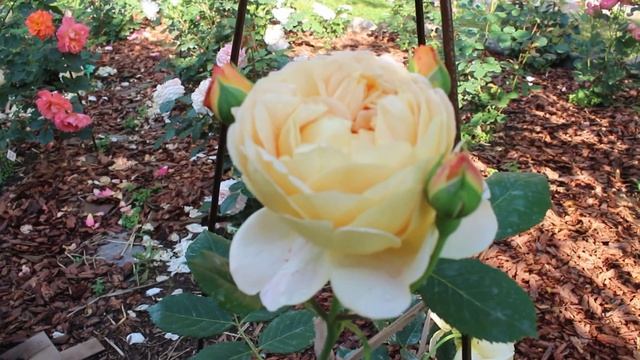 Шикарные розы-первогодки. Утренняя прогулка от 11июля, продолжение. Манстед Вуд, Бенджамин Бриттен смотреть онлайн