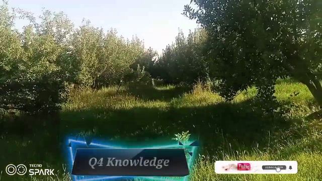 golden apple| apple trees|golden apple seedling|apple harvest|if trees dropped golden apples|#apple смотреть онлайн
