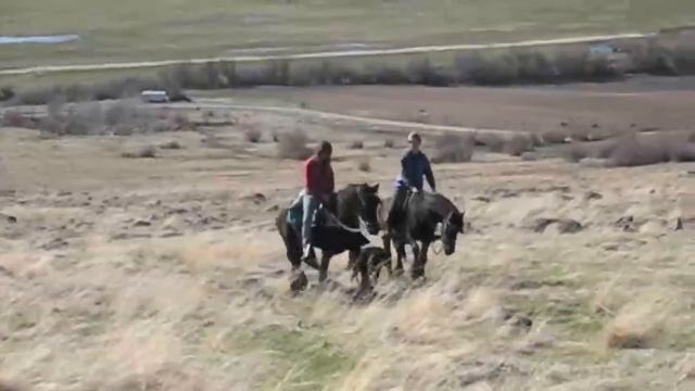 Kona Friesian Stallion ~ The perfect Gentlemen! смотреть онлайн
