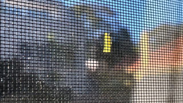 Flatid Planthopper Break-in (Family Flatidae) (2023-07-11) смотреть онлайн