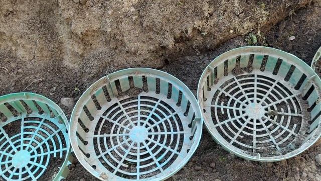 Сажаем луковичные: тюльпаны, рябчики, нарциссы смотреть онлайн