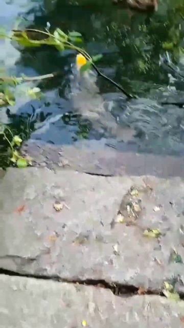 Videos for Cats to Watch - Cat TV Water Rat Watch. P3 смотреть онлайн