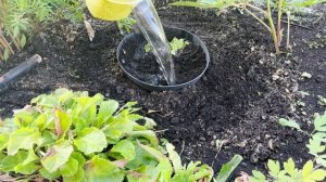 Как посадить мяту, чтобы она не превратилась в сорняк