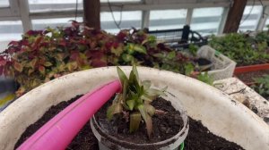 Рассаживаю лилии по горшкам